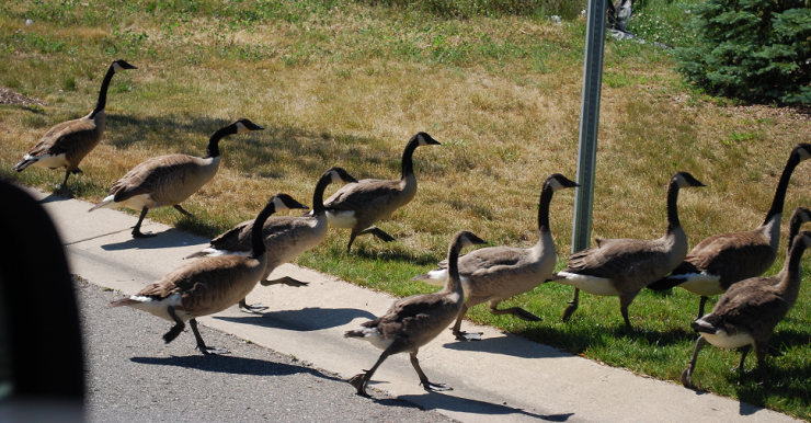 Geese crossing road representing "Gathering Items for Curation"